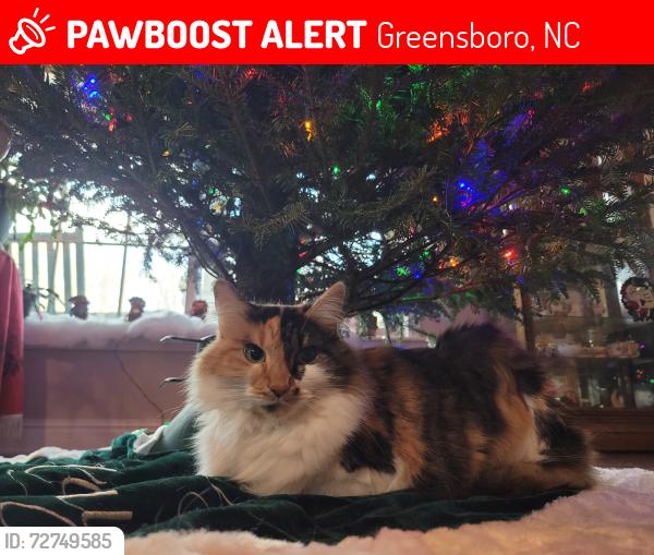 Lost Female Cat last seen Alamance church , Greensboro, NC 27406