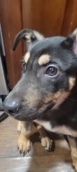 Found/Stray Unknown Dog last seen Noe way, Louisville, KY 40220