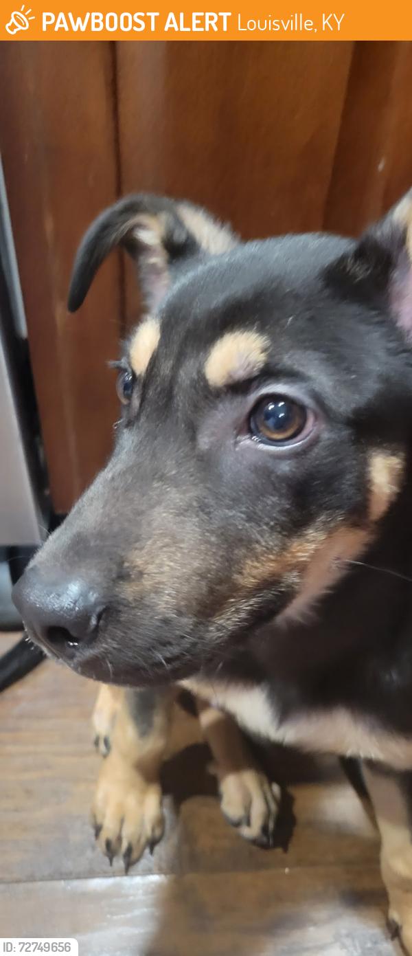 Found/Stray Unknown Dog last seen Noe way, Louisville, KY 40220