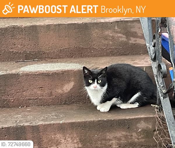 Found/Stray Unknown Cat last seen Thomas Boyland and Bainbridge , Brooklyn, NY 11233