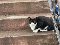 Found/Stray Unknown Cat last seen Thomas Boyland and Bainbridge , Brooklyn, NY 11233