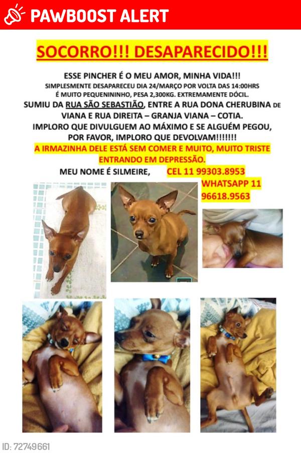 Lost Male Dog last seen Rua São Sebastião cotia, Vila Santo Antonio de Carapicuiba, SP 06708-490