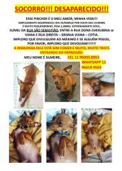 Lost Male Dog last seen Rua São Sebastião cotia, Vila Santo Antonio de Carapicuiba, SP 06708-490