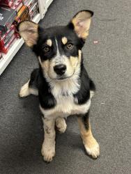 Found/Stray Female Dog last seen Campobello , Campobello, SC 29322