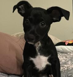 Lost Male Dog last seen Near willow street palm desert, Palm Desert, CA 92260
