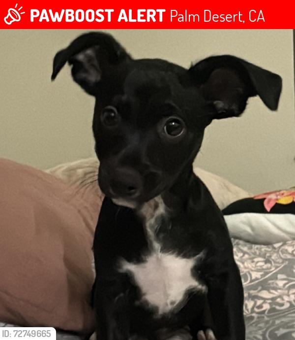 Lost Male Dog last seen Near willow street palm desert, Palm Desert, CA 92260