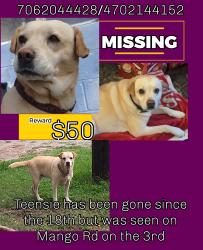 Lost Female Dog last seen Dykes Creek/Kingston highway, Kingston, GA 30145