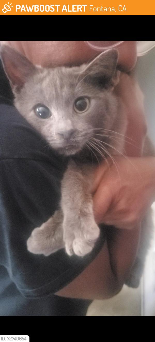 Found/Stray Female Cat last seen Cherry and South Highland, Fontana, CA 92336
