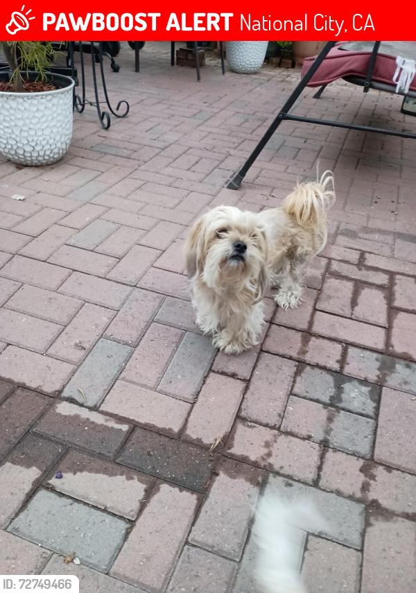 Lost Female Dog last seen E 20th street and Granger Ave by Granger Junior high School , National City, CA 91950