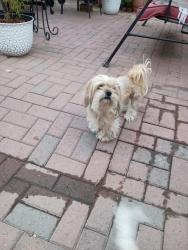 Lost Female Dog last seen E 20th street and Granger Ave by Granger Junior high School , National City, CA 91950