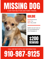 Lost Female Dog last seen Bammel dr and Camden rd, Jack Britt, NC 28306