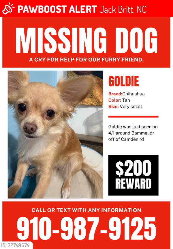 Lost Female Dog last seen Bammel dr and Camden rd, Jack Britt, NC 28306
