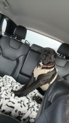 Lost Female Dog last seen Hominy, Hominy, OK 74035