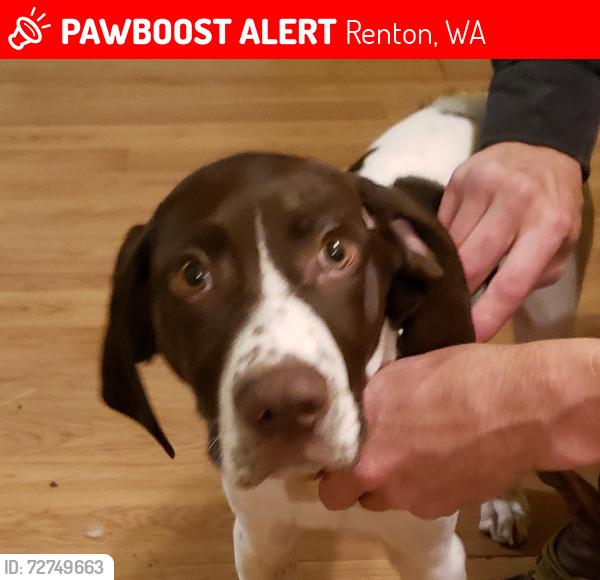 Lost Male Dog last seen Behind the Albertsons on Sunset, Renton, WA 98059