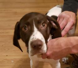 Lost Male Dog last seen Behind the Albertsons on Sunset, Renton, WA 98059