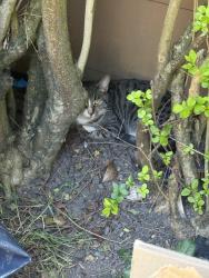 Found/Stray Unknown Cat last seen hampton , , England TW12