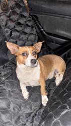 Found/Stray Male Dog last seen Shaw and Peach, Clovis, CA 93612