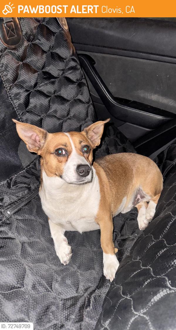 Found/Stray Male Dog last seen Shaw and Peach, Clovis, CA 93612