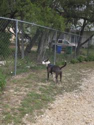 Found/Stray Male Dog last seen Hudson Bend , Austin, TX 78734