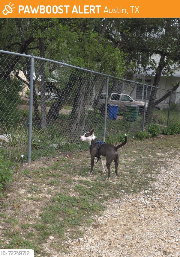 Found/Stray Male Dog last seen Hudson Bend , Austin, TX 78734