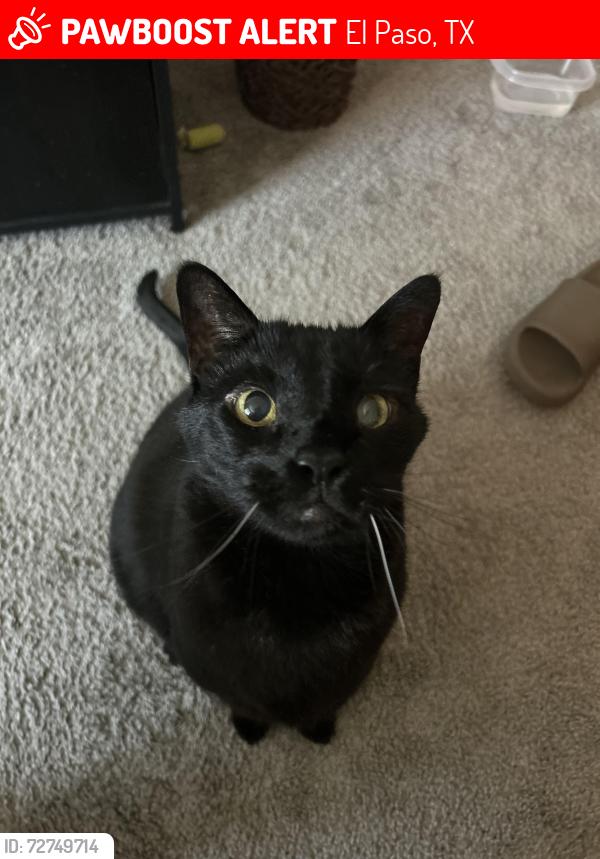 Lost Male Cat last seen terrace hills apmt complex, El Paso, TX 79902
