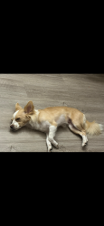 Lost Female Dog last seen Near Chase St Panorama City, CA  91402 , Los Angeles, CA 91402