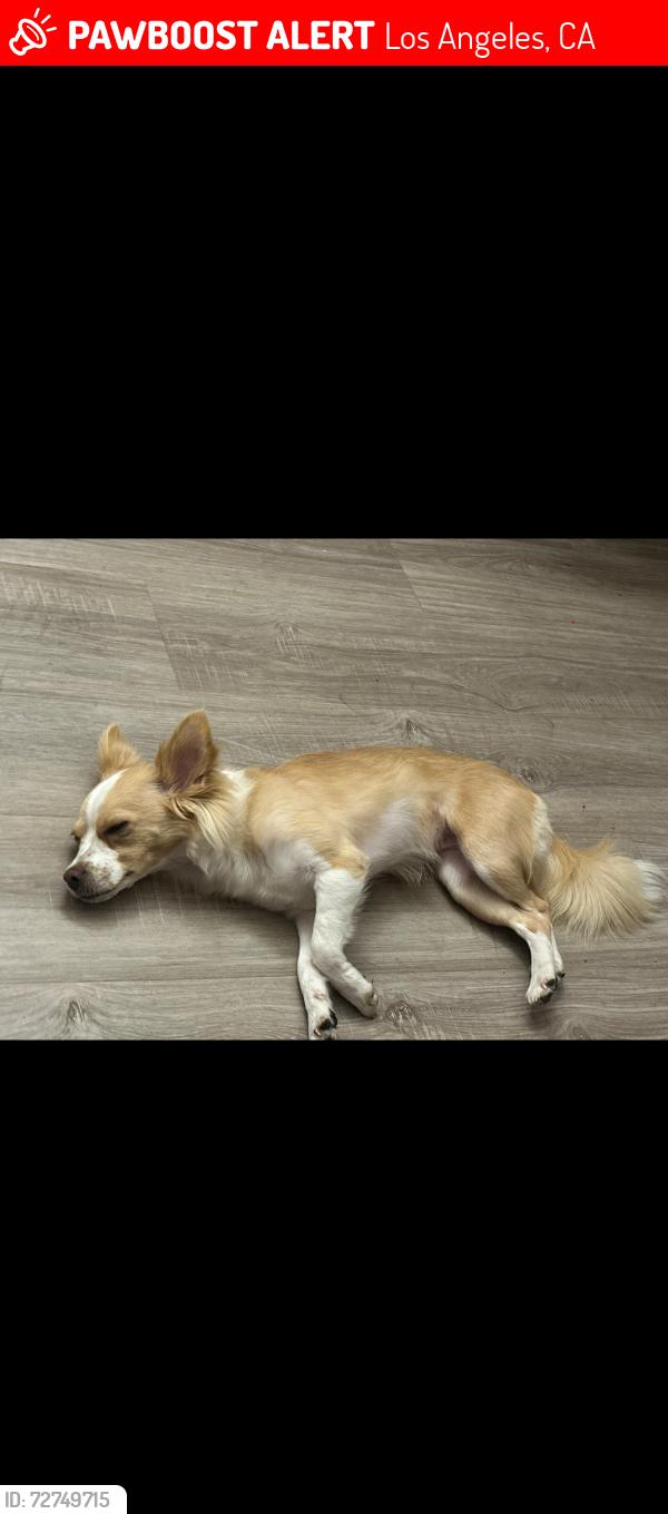 Lost Female Dog last seen Near Chase St Panorama City, CA  91402 , Los Angeles, CA 91402