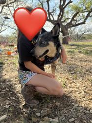 Found/Stray Male Dog last seen Dog park , San Antonio, TX 78207