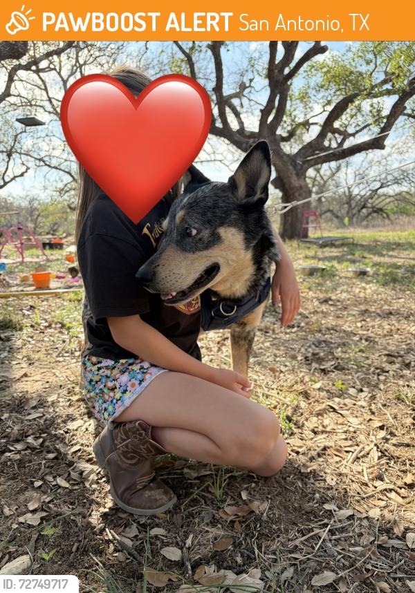 Found/Stray Male Dog last seen Dog park , San Antonio, TX 78207
