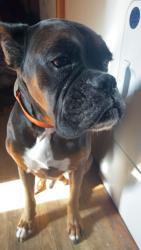 Lost Male Dog last seen Beamer Rd, Mount Airy, NC 27030