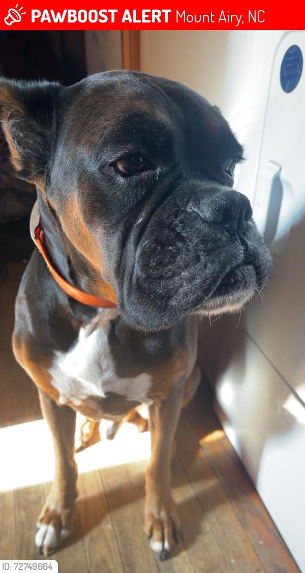 Lost Male Dog last seen Beamer Rd, Mount Airy, NC 27030