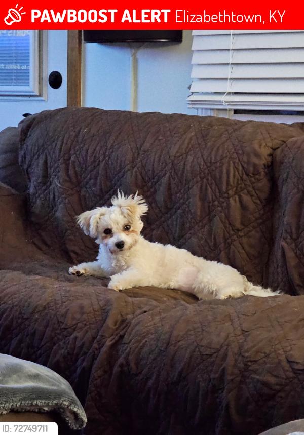 Lost Female Dog last seen Brookhaven Subdivision and St John Road, Elizabethtown, KY 42701