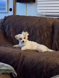 Lost Female Dog last seen Brookhaven Subdivision and St John Road, Elizabethtown, KY 42701