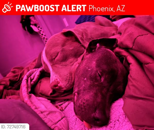 Lost Male Dog last seen 39th ave and buckeye , Phoenix, AZ 85009