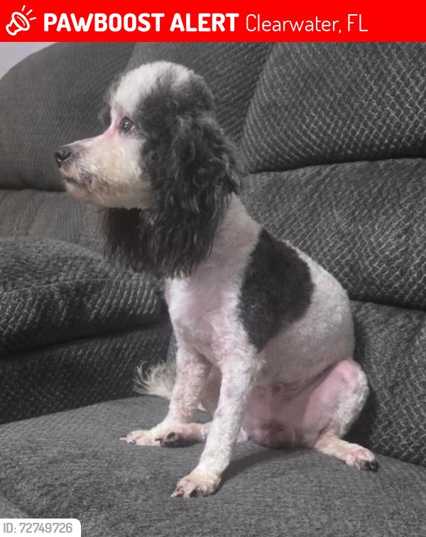 Lost Male Dog last seen Sunset Point and n Betty Lane, Clearwater, FL 33755