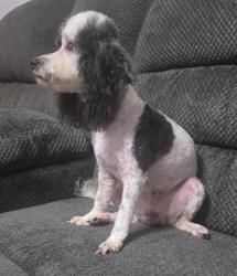 Lost Male Dog last seen Sunset Point and n Betty Lane, Clearwater, FL 33755