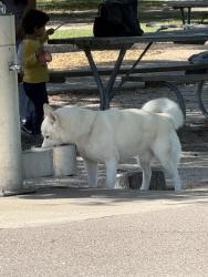 Found/Stray Unknown Dog last seen Meyer park , Spring, TX 77379