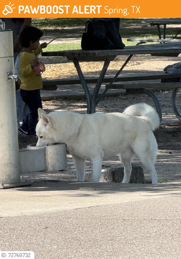 Found/Stray Unknown Dog last seen Meyer park , Spring, TX 77379