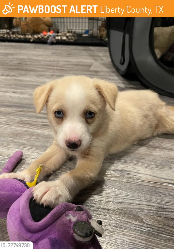 Found/Stray Female Dog last seen Mail Box Unit, Liberty County, TX 77561