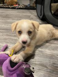 Found/Stray Female Dog last seen Mail Box Unit, Liberty County, TX 77561