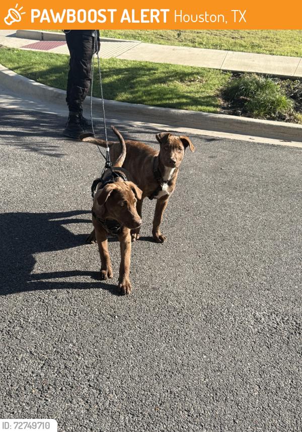 Found/Stray Male Dog last seen Near c st , Houston, TX 77003