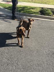 Found/Stray Male Dog last seen Near c st , Houston, TX 77003