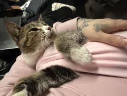 Lost Female Cat last seen Rice st, Saint Paul, MN 55117