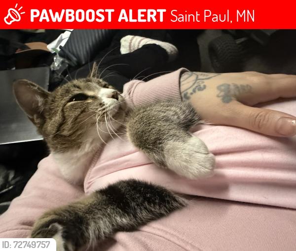 Lost Female Cat last seen Rice st, Saint Paul, MN 55117