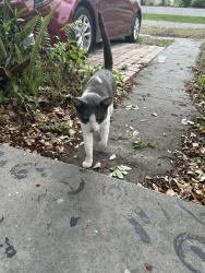 Found/Stray Male Cat last seen Clearwater Country Club, Clearwater, FL 33755