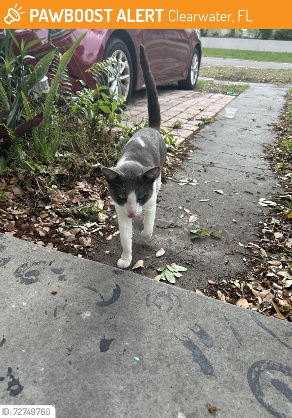 Found/Stray Male Cat last seen Clearwater Country Club, Clearwater, FL 33755