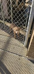 Found/Stray Male Dog last seen Houston Street and Strawberry Street, Pasadena, TX 77502