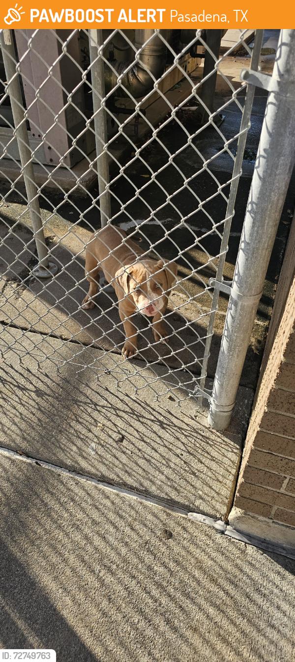 Found/Stray Male Dog last seen Houston Street and Strawberry Street, Pasadena, TX 77502
