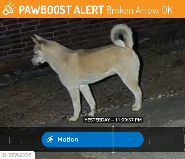 Found/Stray Unknown Dog last seen 131st and s 154th e ave, Broken Arrow, OK 74011