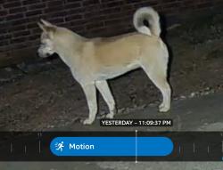 Found/Stray Unknown Dog last seen 131st and s 154th e ave, Broken Arrow, OK 74011